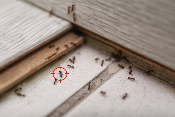 Spider Control Near Me in Munster, IN