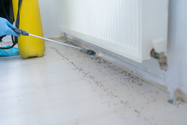 Best Wasp Removal Services  in Munster, IN